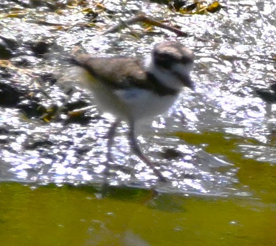 Piping Plover - ML621527262