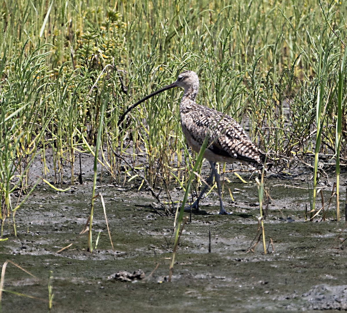 Long-billed Curlew - ML621527265