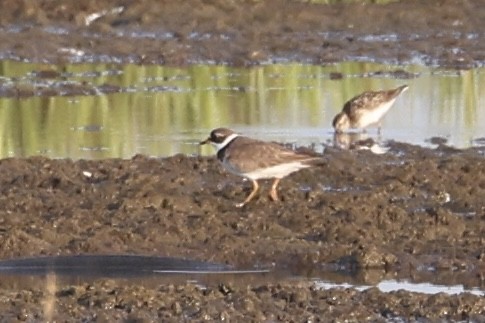 Semipalmated Plover - ML621527348