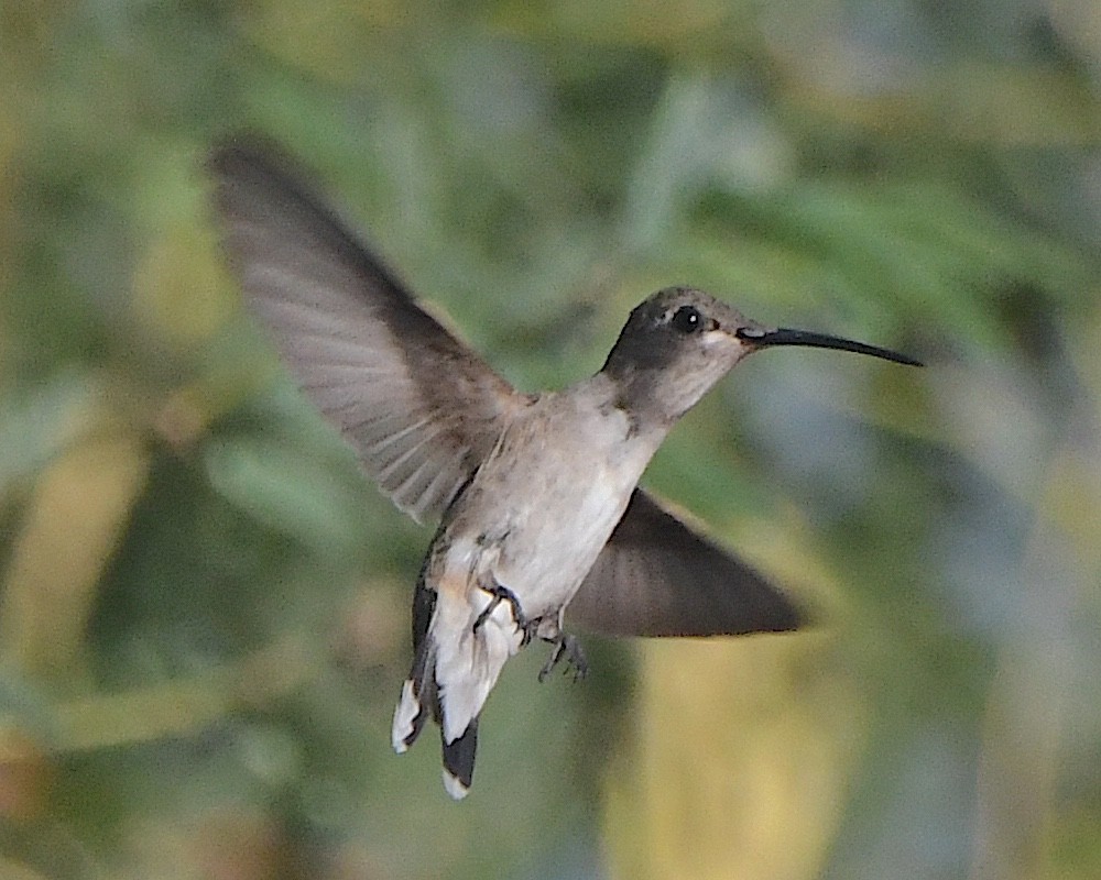 Black-chinned Hummingbird - ML621527354