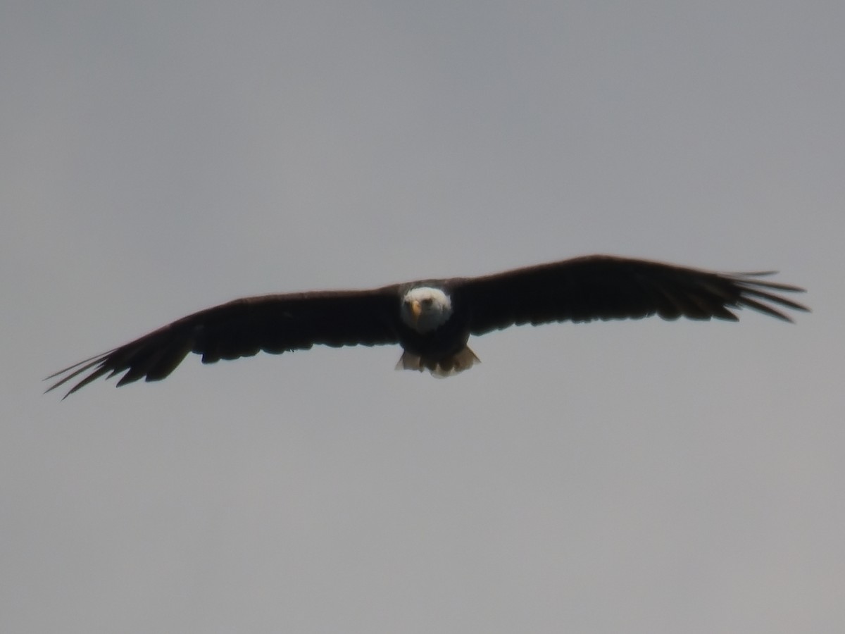 Bald Eagle - ML621527374