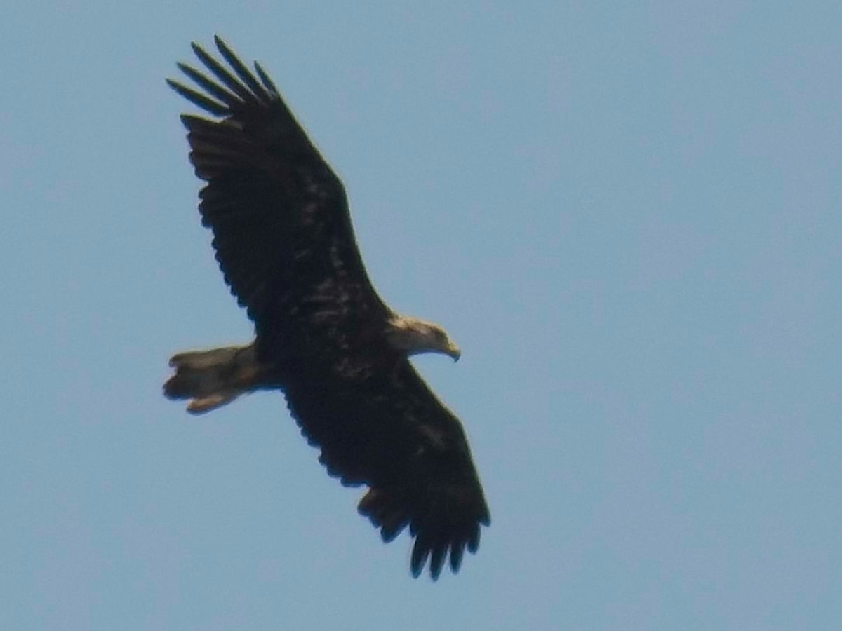 Bald Eagle - ML621527377