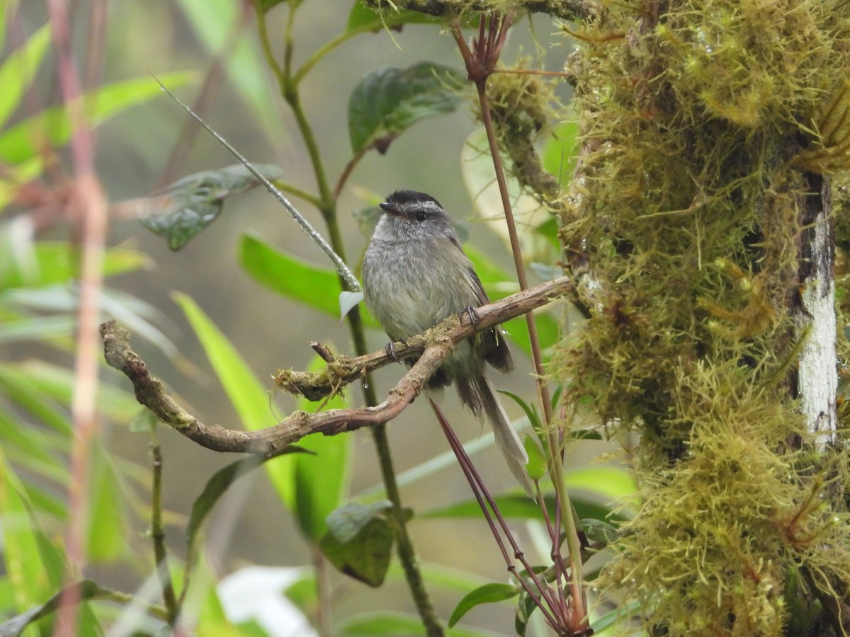 Unstreaked Tit-Tyrant - Kevin Jiménez Gonzáles