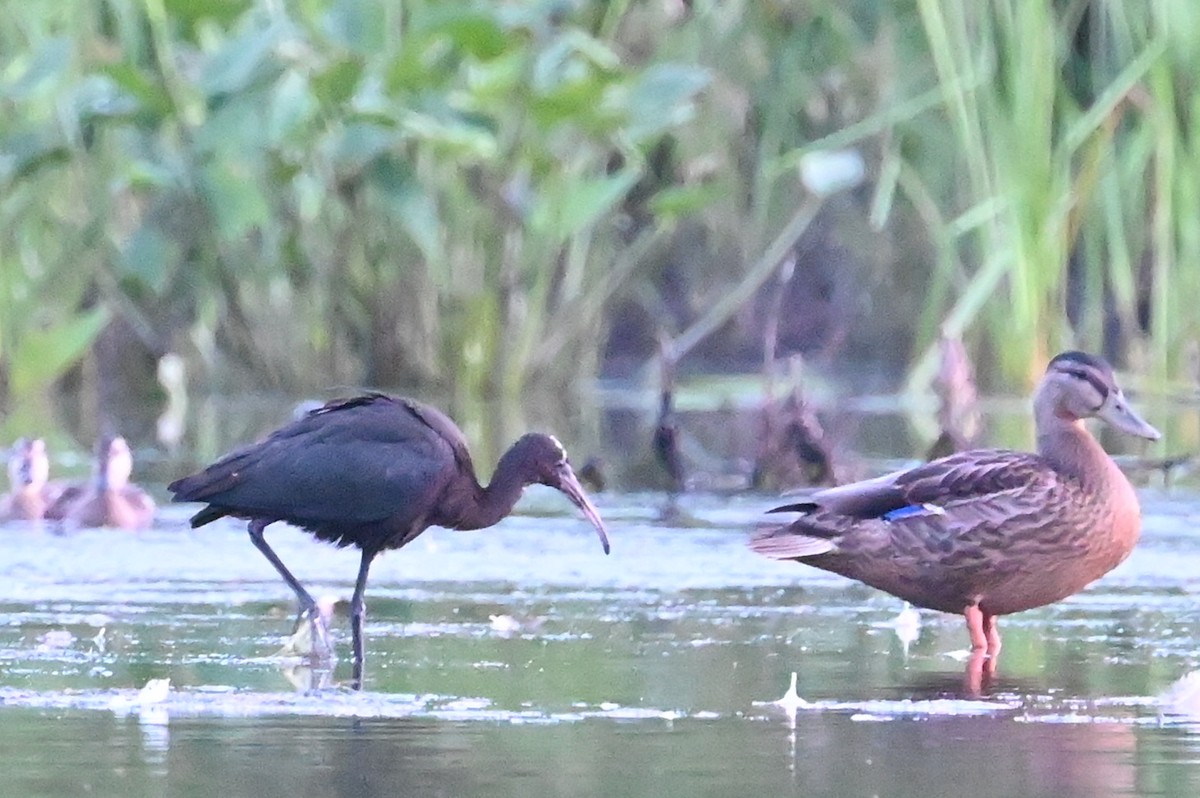 Glossy Ibis - ML621527403