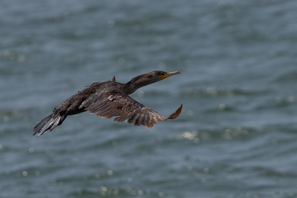 Double-crested Cormorant - ML621527407