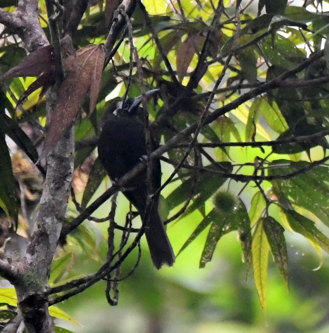 Cinnamon-browed Melidectes - ML621527563