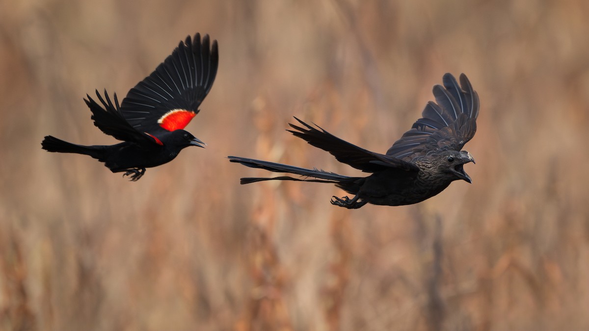 Smooth-billed Ani - ML621527624