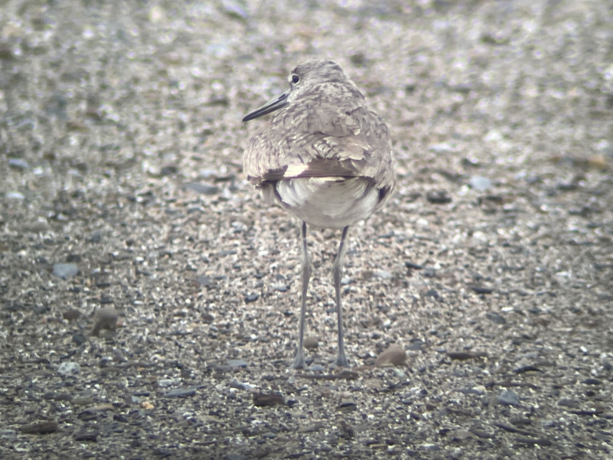 Willet (Western) - ML621527722