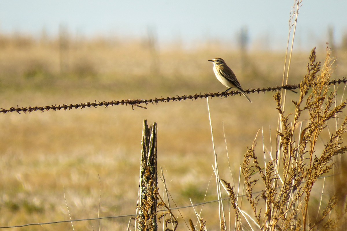 Rusty-backed Monjita - ML621527746