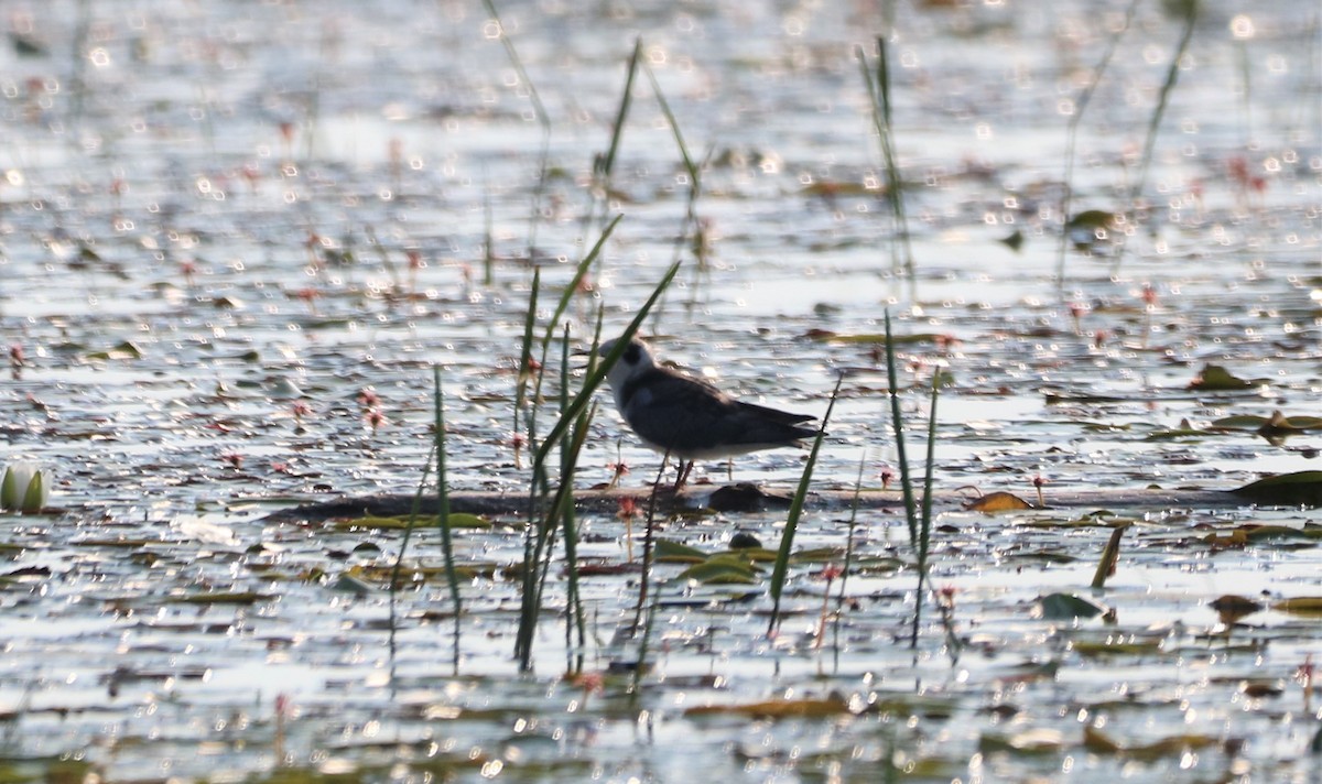 Black Tern - ML621527832