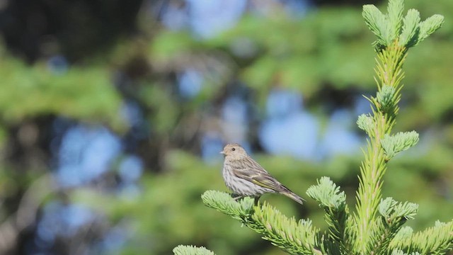 Pine Siskin - ML621527906