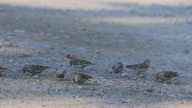 Pine Siskin - ML621527907