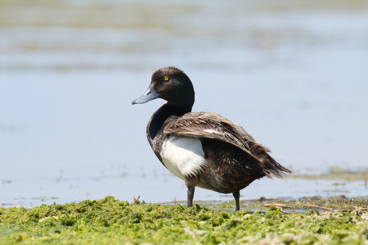 Greater Scaup - ML621527918