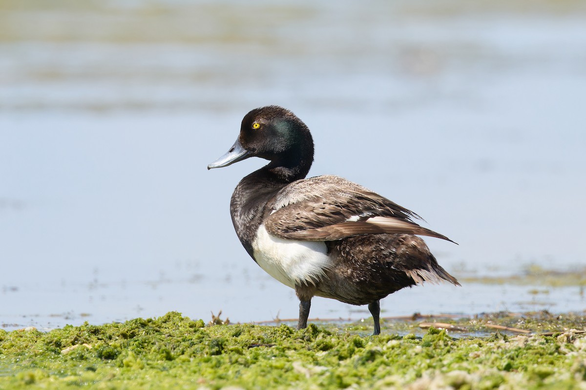 Greater Scaup - ML621527927