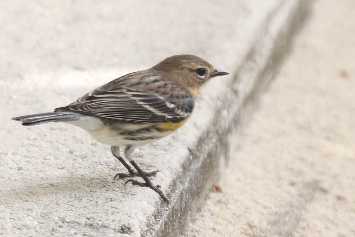 Yellow-rumped Warbler - ML621528052