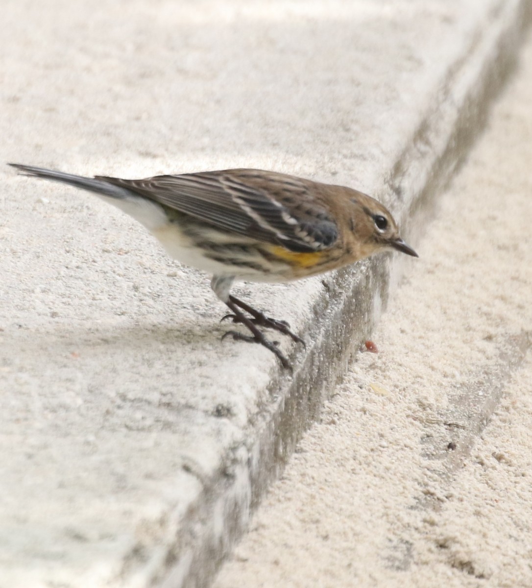 Yellow-rumped Warbler - ML621528053