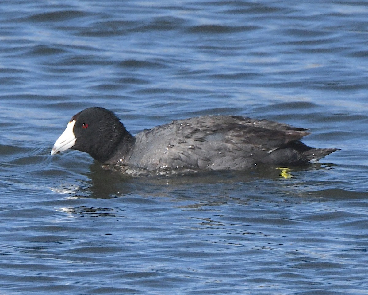 American Coot - ML621528058