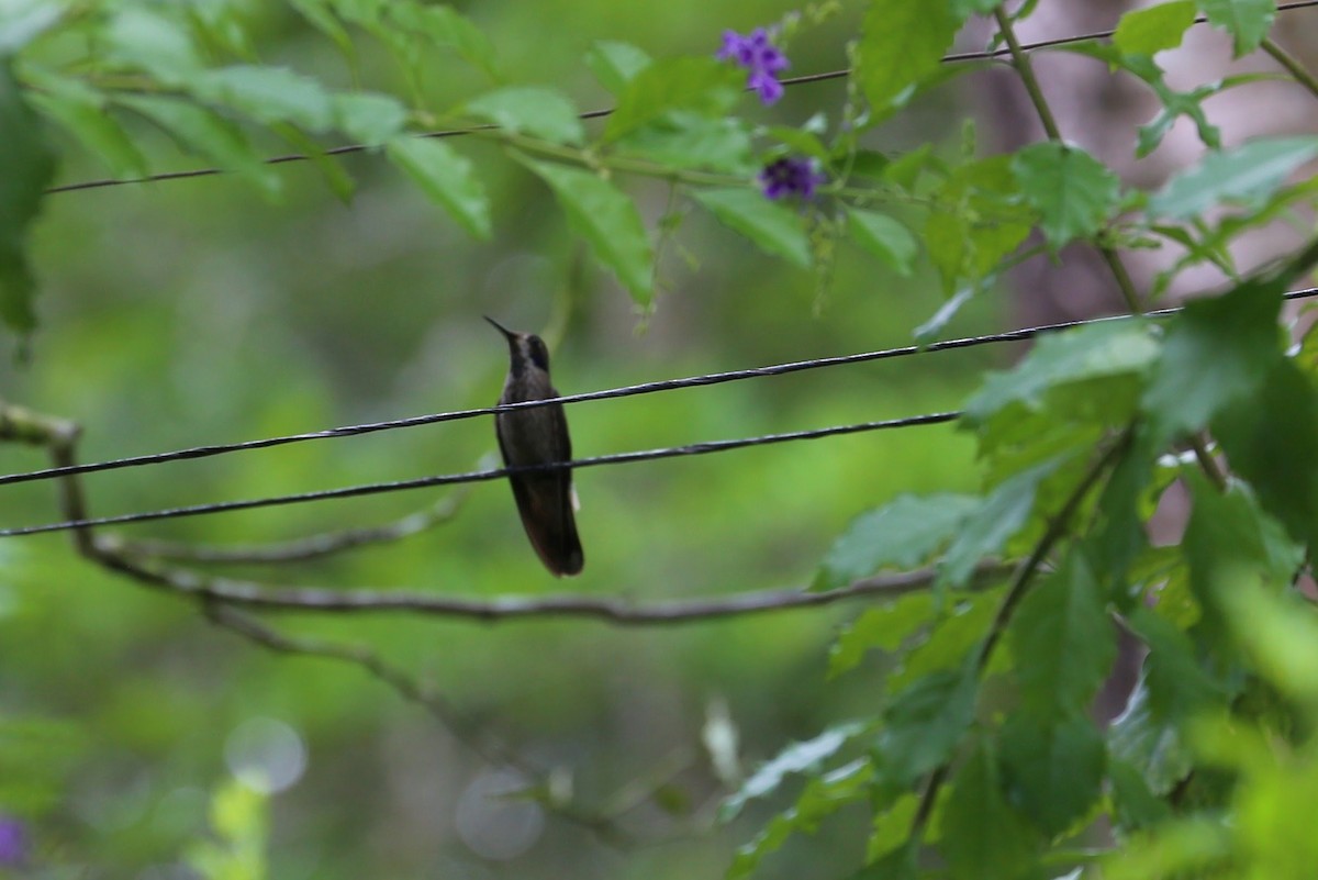 Brown Violetear - ML621528142