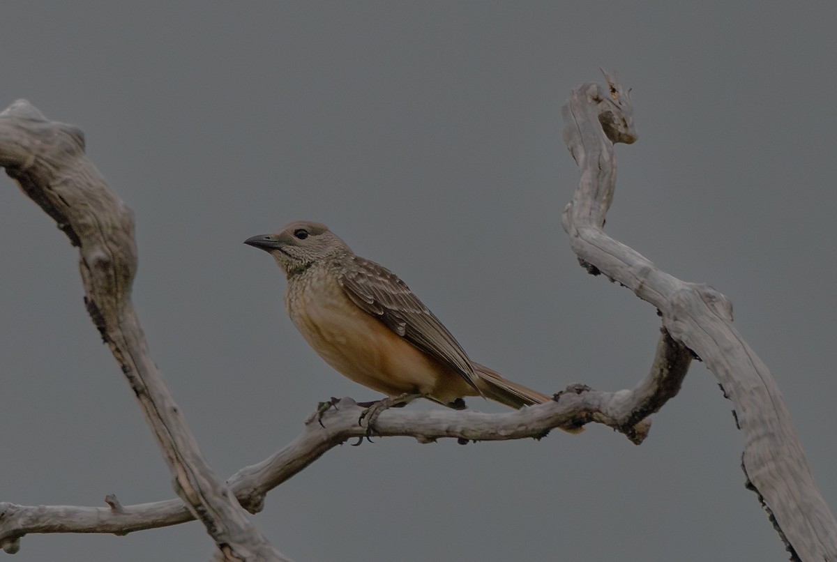 Fawn-breasted Bowerbird - ML621528148