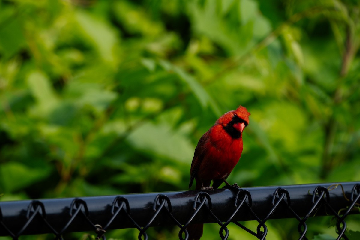 Cardenal Norteño - ML621528283