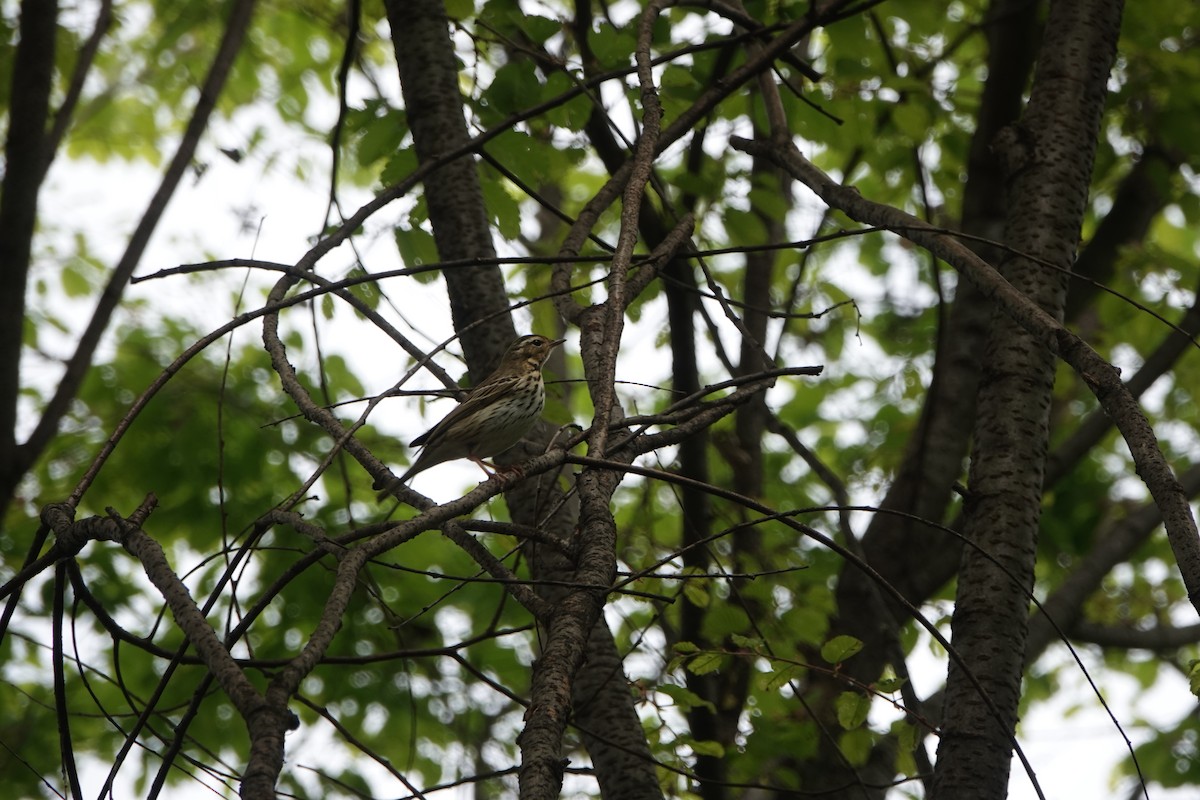 Olive-backed Pipit - ML621528370