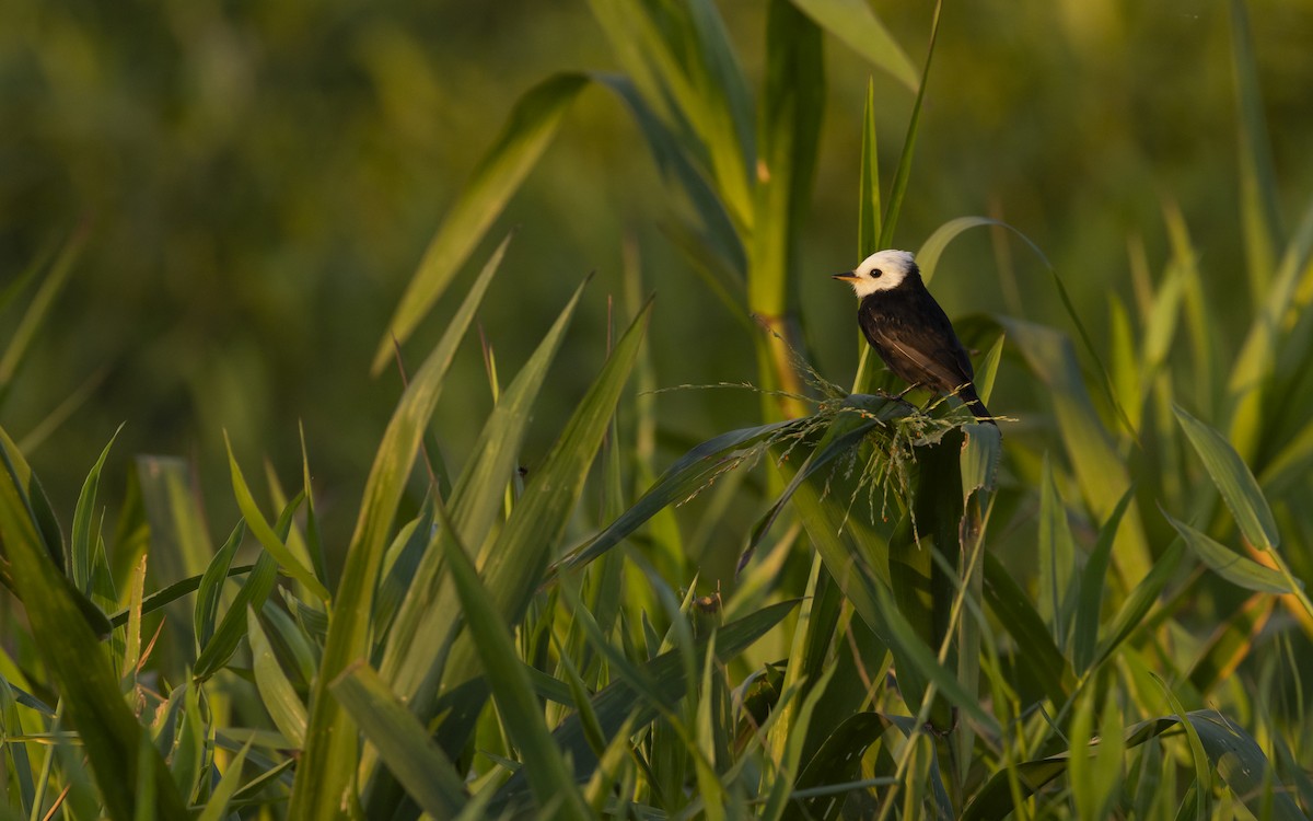 White-headed Marsh Tyrant - ML621528374