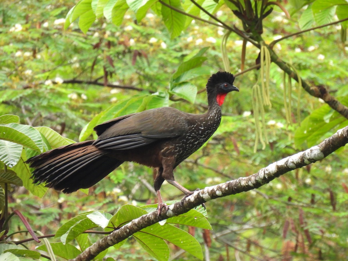 Crested Guan - ML621528389