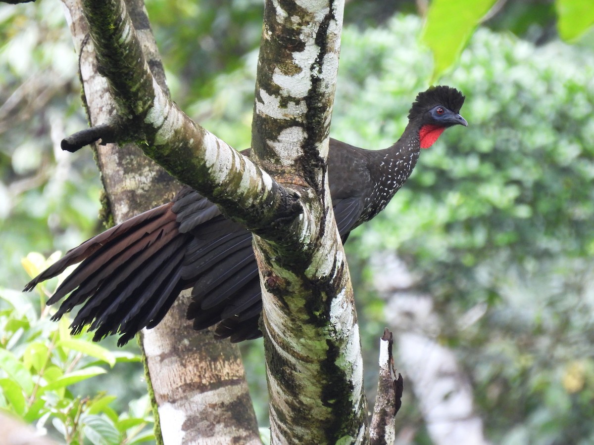 Crested Guan - ML621528390
