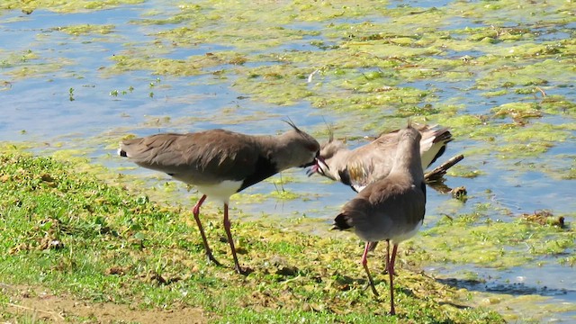 Southern Lapwing - ML621528397