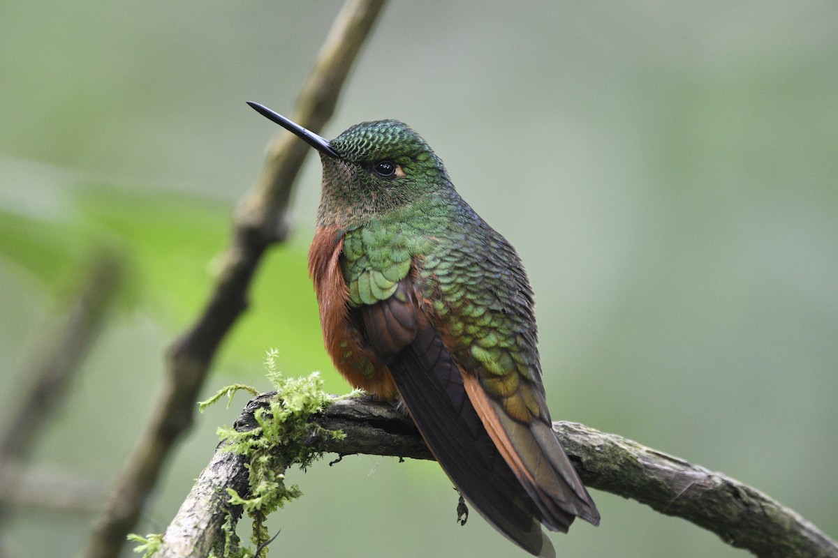 kolibřík peruánský - ML621528404