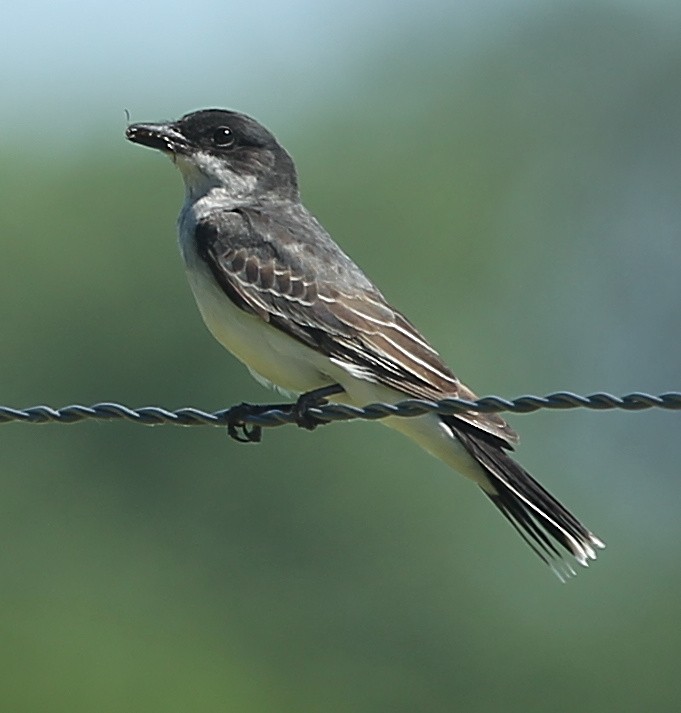 Eastern Kingbird - ML621528463