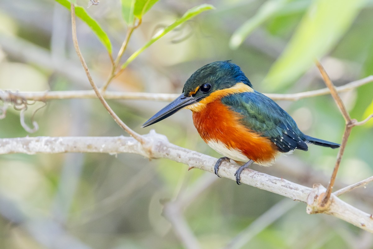 American Pygmy Kingfisher - ML621528494