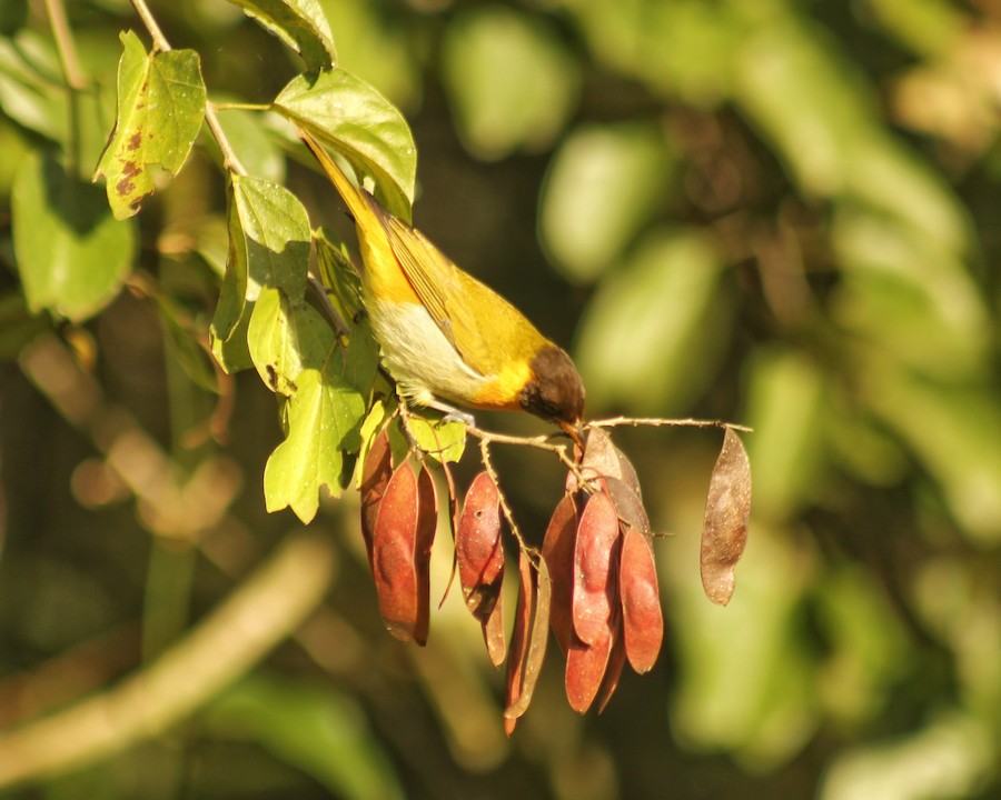 Tangara Guirá/Cabecirrufa - eBird