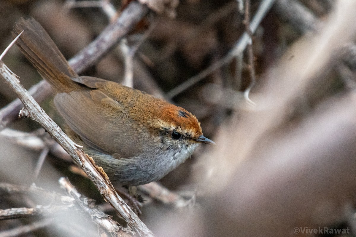 Gray-sided Bush Warbler - ML621528511