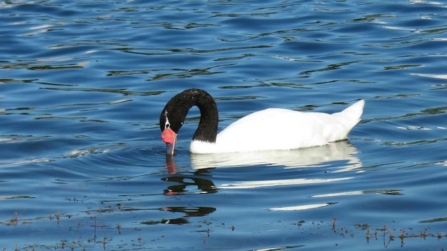 Black-necked Swan - ML621528519
