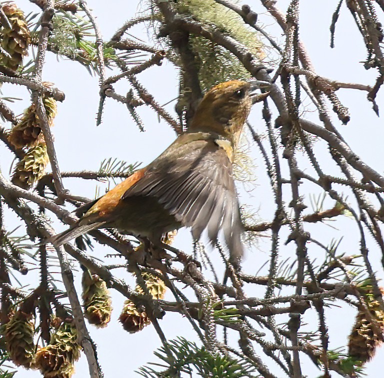 Red Crossbill (Sitka Spruce or type 10) - ML621528541