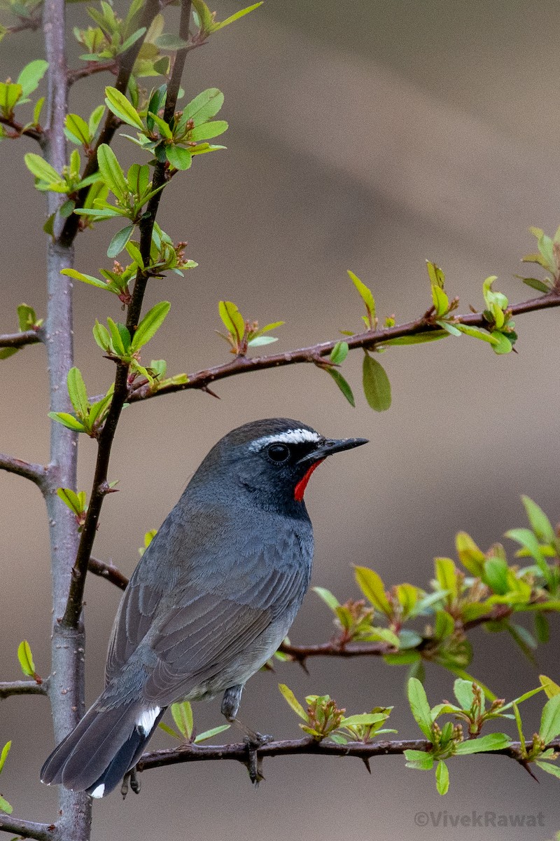 Himalayan Rubythroat - ML621528558