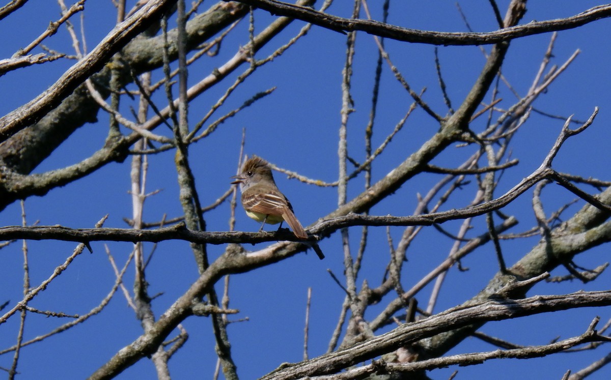 Great Crested Flycatcher - ML621528587