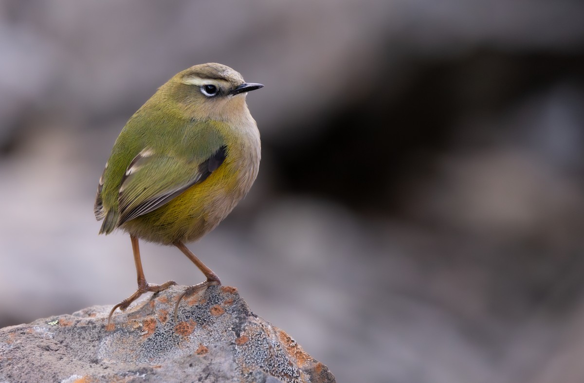 South Island Wren - ML621528603