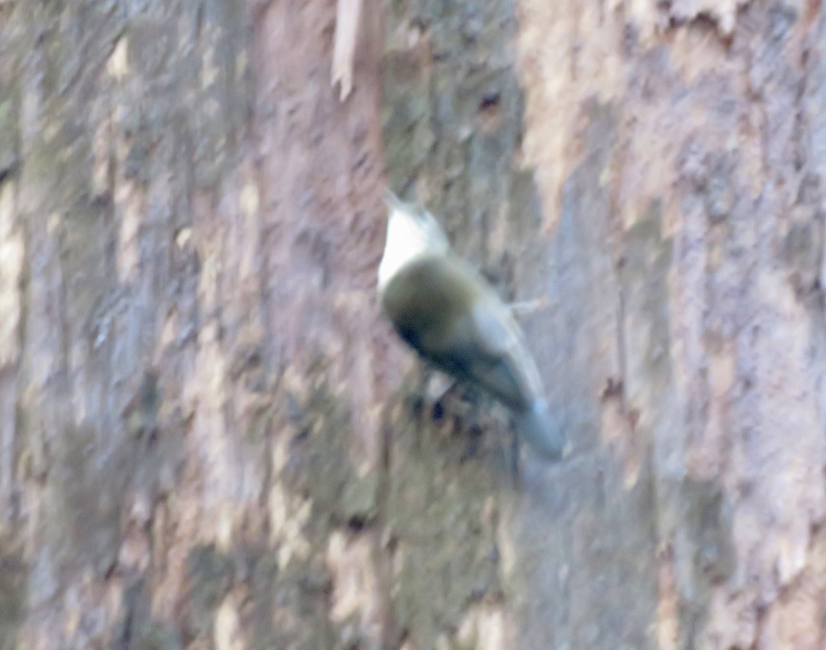 White-throated Treecreeper - ML621528609