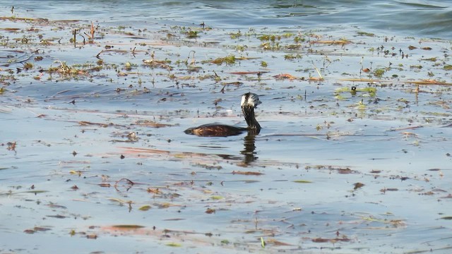 White-tufted Grebe - ML621528610