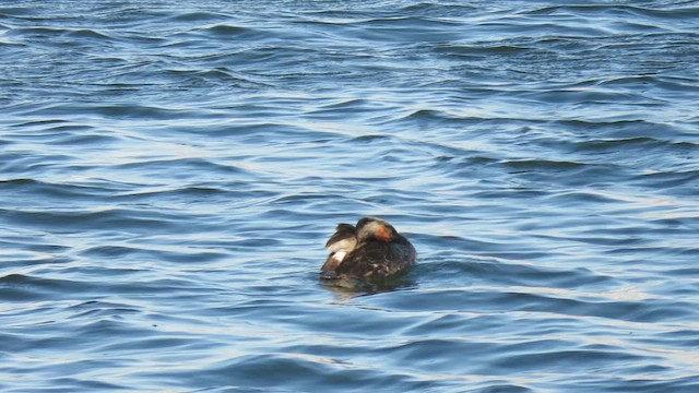 Great Grebe - ML621528634