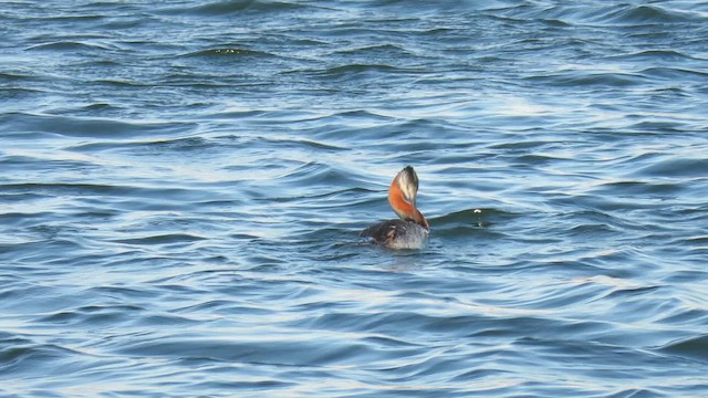 Great Grebe - ML621528635