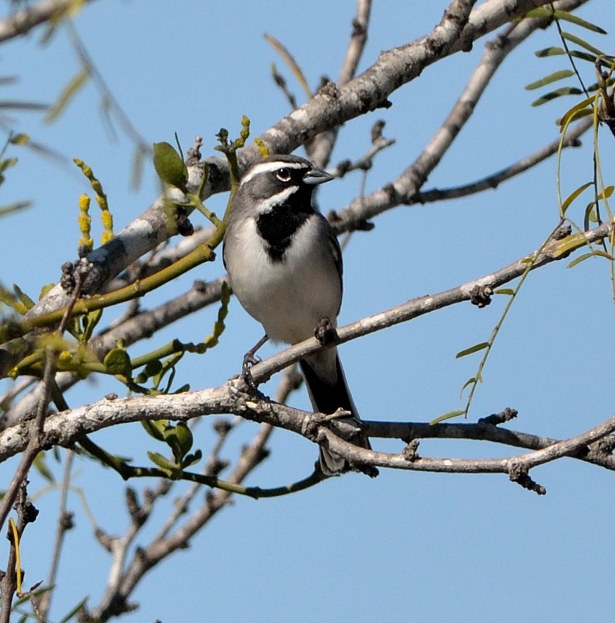 Black-throated Sparrow - ML621528656