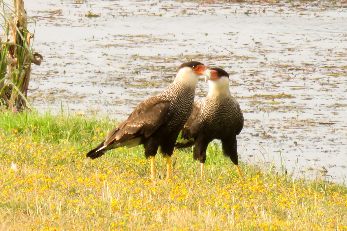 Crested Caracara (Southern) - ML621528675
