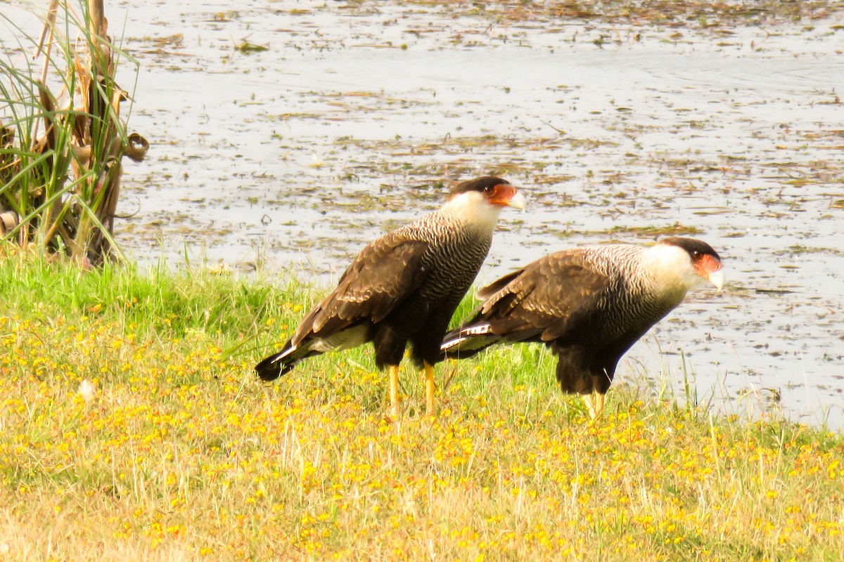 Crested Caracara (Southern) - ML621528676