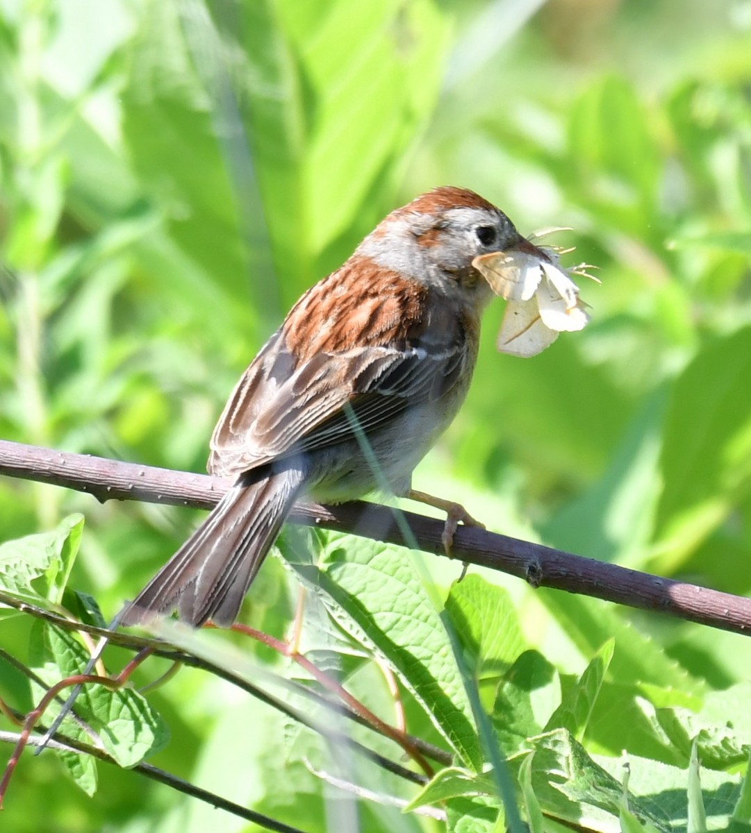 Field Sparrow - ML621528682