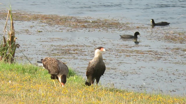 Crested Caracara (Southern) - ML621528694