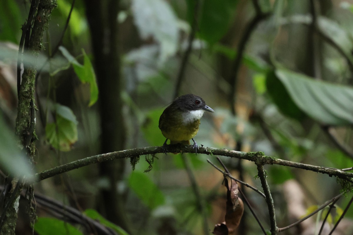 Red-tailed Greenbul - ML621528708