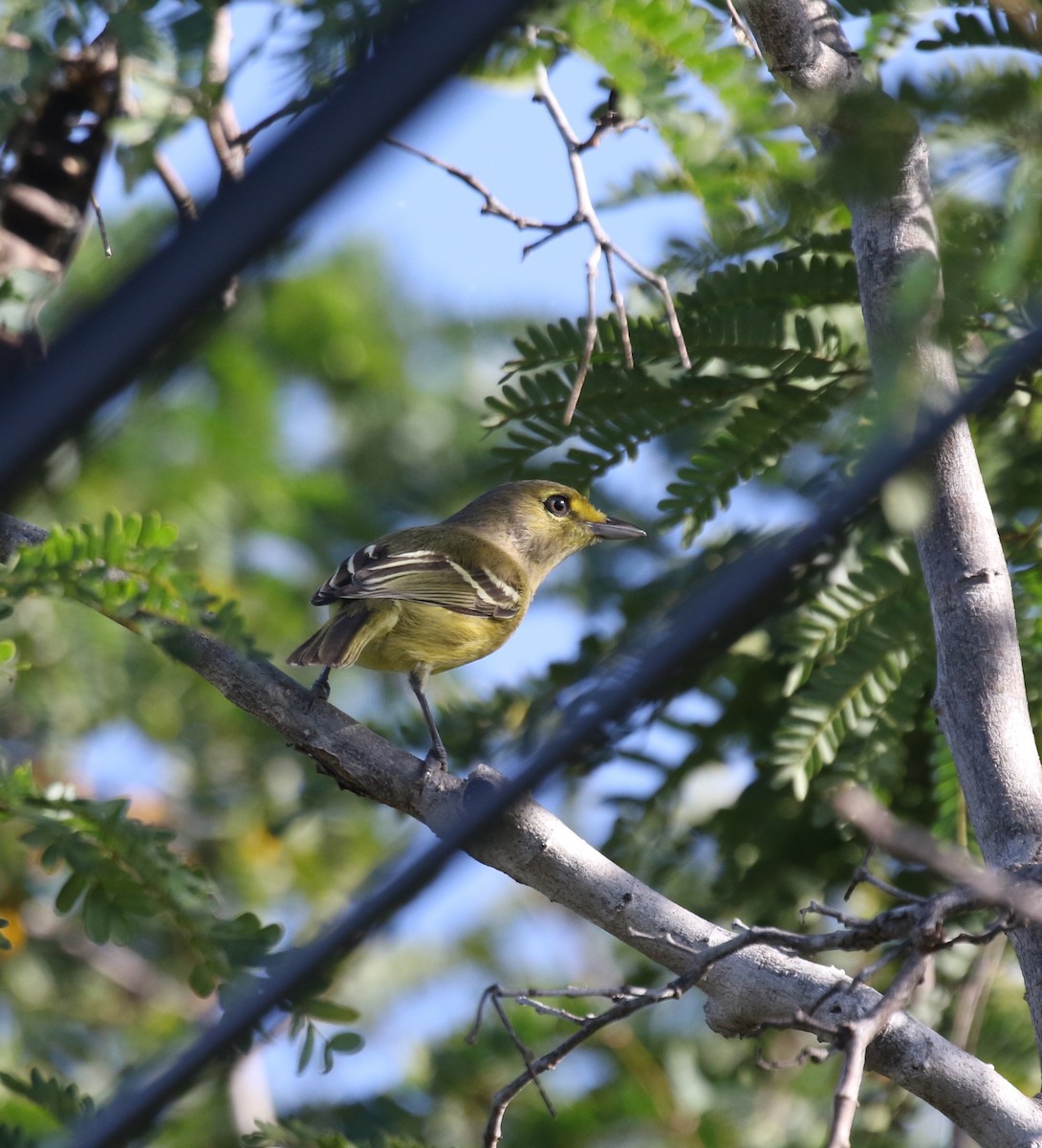 Thick-billed Vireo - ML621528712